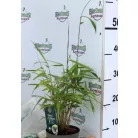 Panda bambusz Fargesia rufa P14