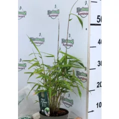 Panda bambusz Fargesia rufa P14