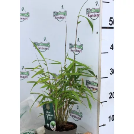 Panda bambusz Fargesia rufa P14