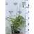 Panda bambusz Fargesia rufa P14