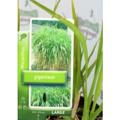   Óriás virágosnád / Óriás molnárpántlika Miscanthus sin. Giganteus C3,5