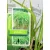Óriás virágosnád / Óriás molnárpántlika Miscanthus sin. Giganteus C3,5