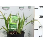 Óriás virágosnád / Óriás molnárpántlika Miscanthus sin. Giganteus C3,5