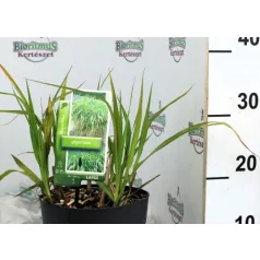   Óriás virágosnád / Óriás molnárpántlika Miscanthus sin. Giganteus C3,5