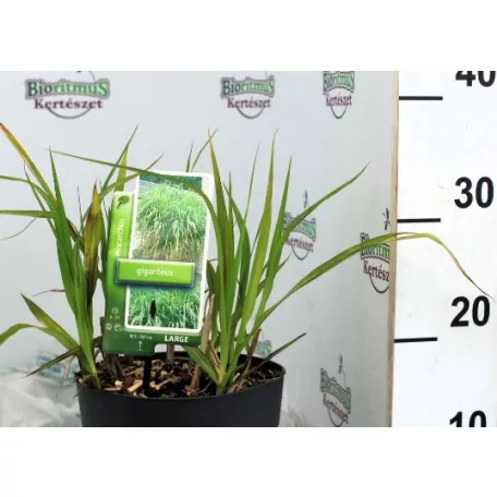 Óriás virágosnád / Óriás molnárpántlika Miscanthus sin. Giganteus C3,5