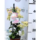 Lila murvafürt Bougainvillea gl. Sanderiana P14