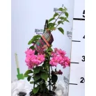 Lila murvafürt Bougainvillea gl. Sanderiana P14