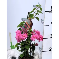 Lila murvafürt Bougainvillea gl. Sanderiana P14