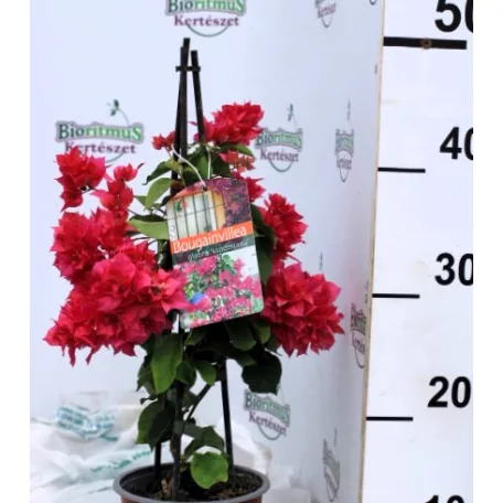 Lila murvafürt Bougainvillea gl. Sanderiana P14