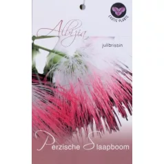 Selyemakác Albizia julibrissin P15