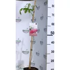 Selyemakác Albizia julibrissin P15