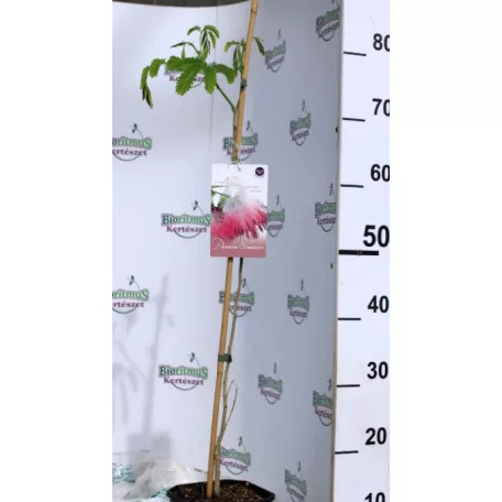 Selyemakác Albizia julibrissin P15