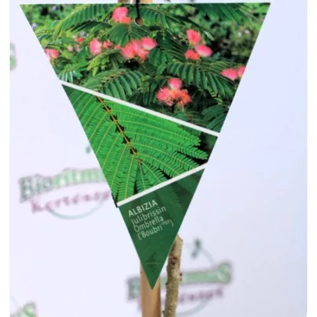 Ernyős selyemakác Albizia julibrissin Ombrella P13
