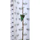 Ernyős selyemakác Albizia julibrissin Ombrella P13