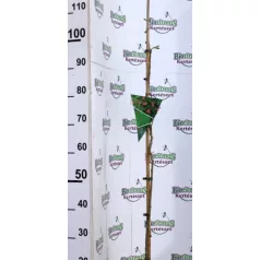 Ernyős selyemakác Albizia julibrissin Ombrella P13