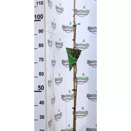 Ernyős selyemakác Albizia julibrissin Ombrella P13