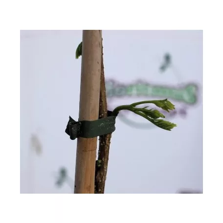 Ernyős selyemakác Albizia julibrissin Ombrella P13
