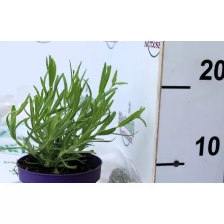 Angol levendula (sötétkék) Lavandula angustifolia Hidcote P12