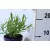 Angol levendula (sötétkék) Lavandula angustifolia Hidcote P12