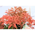 Babérhanga Pieris jap. Mountain Fire P17