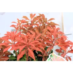 Babérhanga Pieris jap. Mountain Fire P17