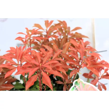 Babérhanga Pieris jap. Mountain Fire P17
