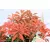 Babérhanga Pieris jap. Mountain Fire P17