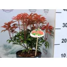 Babérhanga Pieris jap. Mountain Fire P17
