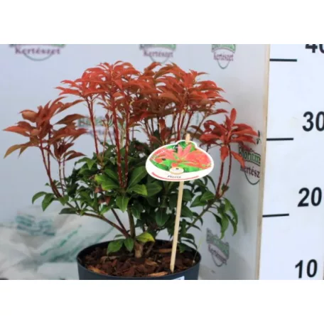 Babérhanga Pieris jap. Mountain Fire P17