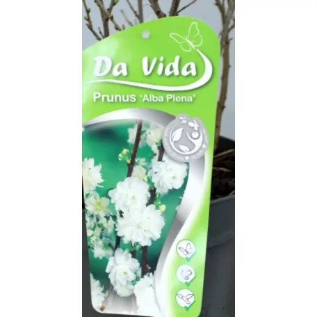 Fehér babarózsa / Japán törpemeggy Prunus alba plena C3