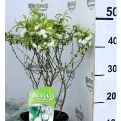 Fehér babarózsa / Japán törpemeggy Prunus alba plena C3