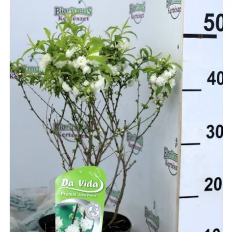 Fehér babarózsa / Japán törpemeggy Prunus alba plena C3