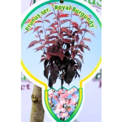   Bordó levelű japán díszcseresznye Prunus serrulata Royal Burgundy C7,5