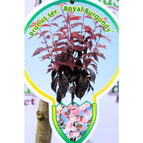 Bordó levelű japán díszcseresznye Prunus serrulata Royal Burgundy C7,5