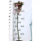Bordó levelű japán díszcseresznye Prunus serrulata Royal Burgundy C7,5