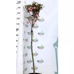   Bordó levelű japán díszcseresznye Prunus serrulata Royal Burgundy C7,5