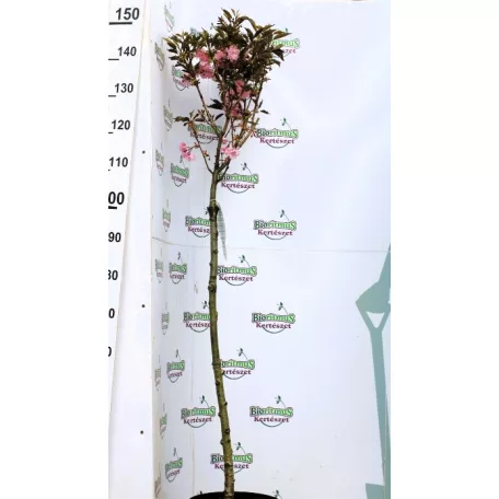 Bordó levelű japán díszcseresznye Prunus serrulata Royal Burgundy C7,5