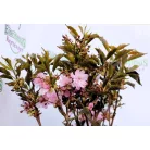 Bordó levelű japán díszcseresznye Prunus serrulata Royal Burgundy C7,5