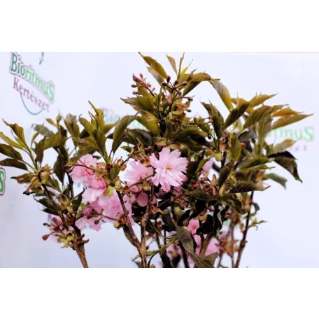 Bordó levelű japán díszcseresznye Prunus serrulata Royal Burgundy C7,5
