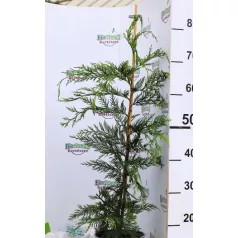 Leyland ciprus Cupressocyparis x leylandii P17