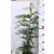 Leyland ciprus Cupressocyparis x leylandii P17