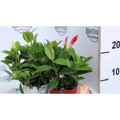 Tölcsérjázmin Dipladenia in cultivars P10,5