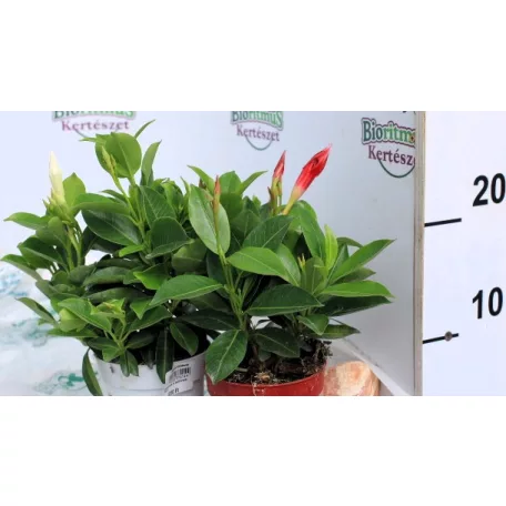 Tölcsérjázmin Dipladenia in cultivars P10,5
