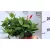 Tölcsérjázmin Dipladenia in cultivars P10,5