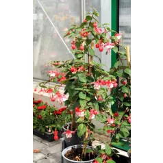 Fukszia törzses Fuchsia P19
