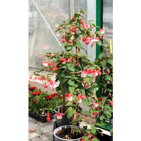 Fukszia törzses Fuchsia P19