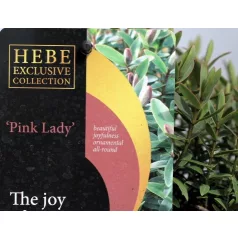 Veronikacserje Hebe in cultivars P17