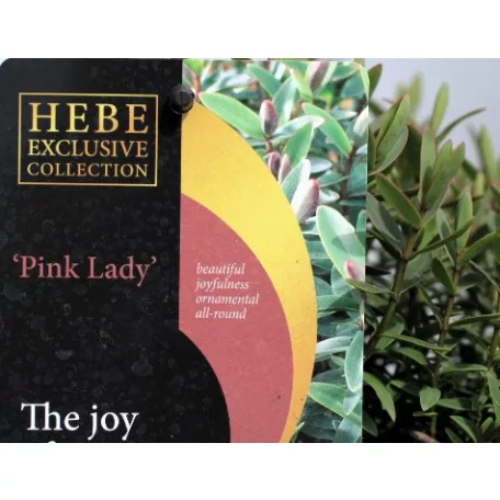Veronikacserje Hebe in cultivars P17