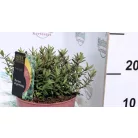 Veronikacserje Hebe in cultivars P17