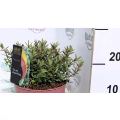 Veronikacserje Hebe in cultivars P17